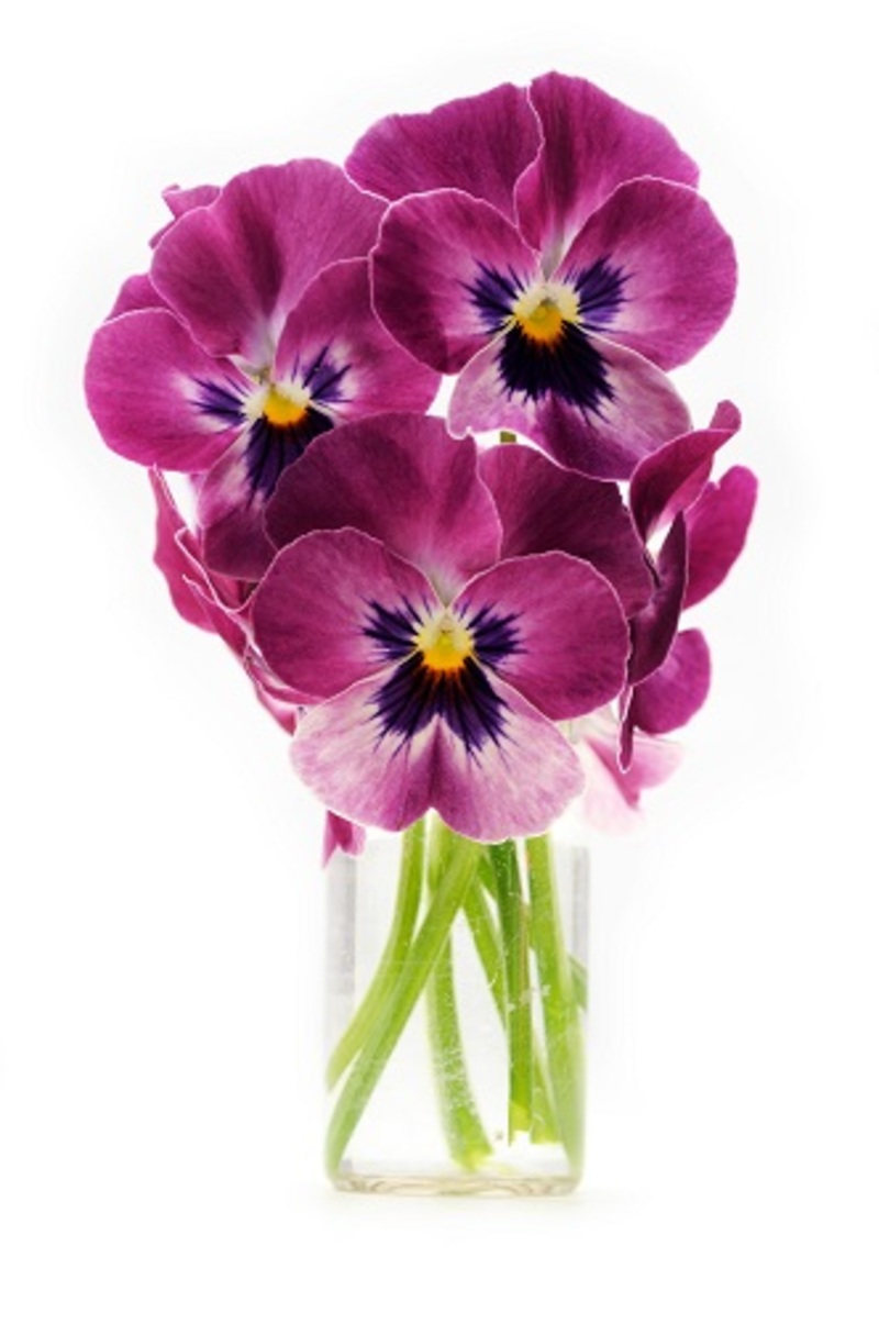 flowers flowers  / individual flowers
